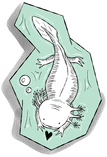 Maiya Axolotl